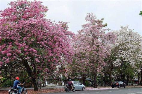 Bawalah semi ke ilustrasi anda dengan menunjukkan apa yang sedang tumbuh. (GAMBAR) Keindahan Musim Bunga Sakura di Kedah...Hampa Tak ...