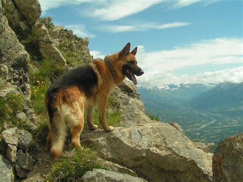 German Shepherd Dog Wallpapers Wallpaper Cave