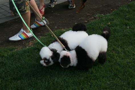 Panda Dogs Yes Dogs Trimmed And Dyed To Look Like Pandas Flickr
