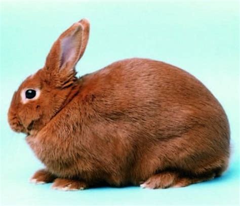 Best 10 Rabbit Breeds As Pets For Children Pethelpful