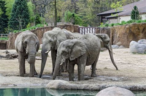 Elephants Cleveland Zoo Ohio Today