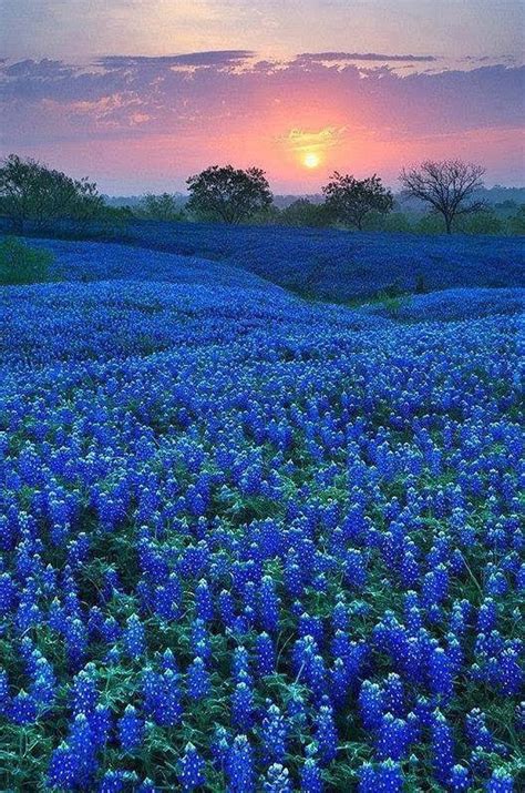 Bluebonnet Field Landscapes Teksas Hd Phone Wallpaper Peakpx
