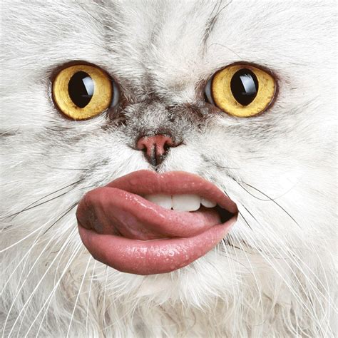 Are you a romantic person? I LICK MY LIPS BACK AND FORTH | Cats With Lips