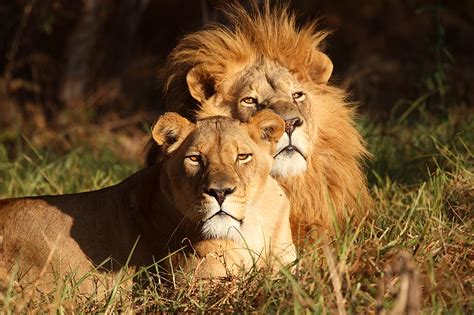 African Wildlife Photo Safaris African Lion Photos