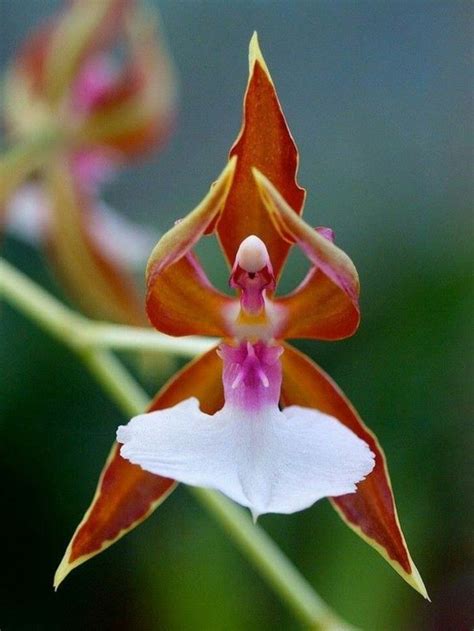 L Orchidée Rare La Plus Bizarre Ou Quand Les Orchidées Imitent La Vie Archzine Fr Strange
