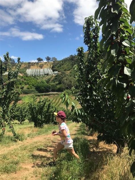 What you are looking for as far as fruit trees are concerned are dwarf varieties. Cherry Picking Adelaide: Visit Lennane Orchards - 20 mins ...