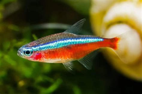 Care Guide For Neon And Cardinal Tetras Beginner Schooling Fish