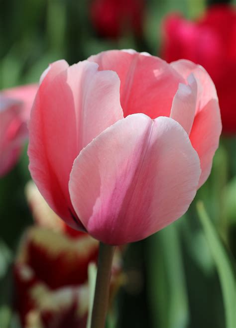Pink Tulip Close Up Free Stock Photo Public Domain Pictures
