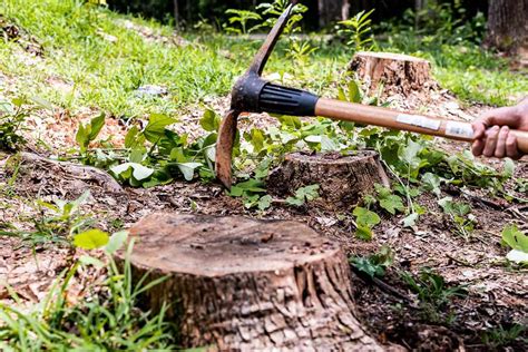 How To Remove Small Tree Stumps Hoover Horticultural