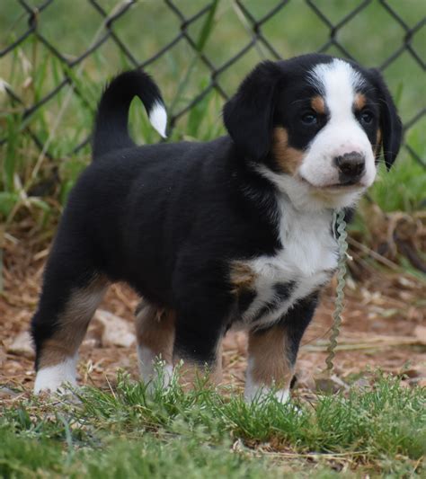 Greater Swiss Mountain And Entlebucher Puppies For Sale In Oklahoma