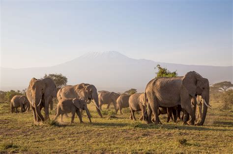 9 Days Scenic Kenya Tanzania Safari Amboseli Serengeti