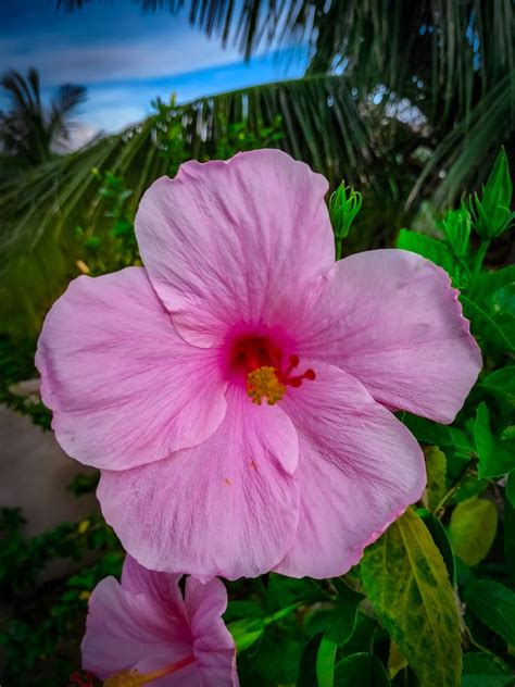 A Beautiful Pink Hibiscus Flower Pixahive