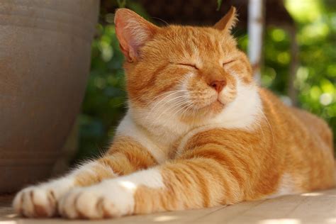 5 Best Cat Breeds For Companionship At Home Lifetime Mix