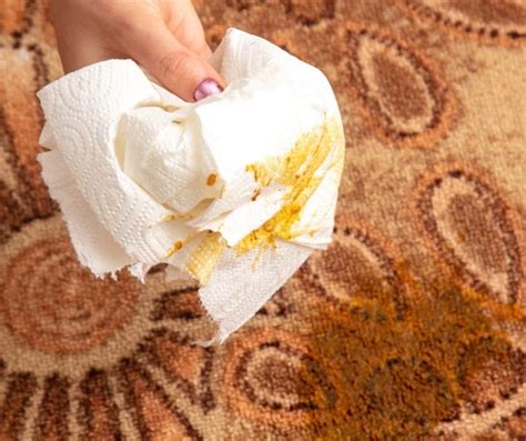 How To Remove Dog Poop Stains And Smells Out Of Carpet 4 Possible