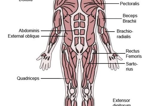 Muscles Named For Their Shape Crossfit Shoulder Muscles Part 2