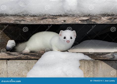 White Stoat In Its Winter Hideout Stock Photo Image Of Home Nature