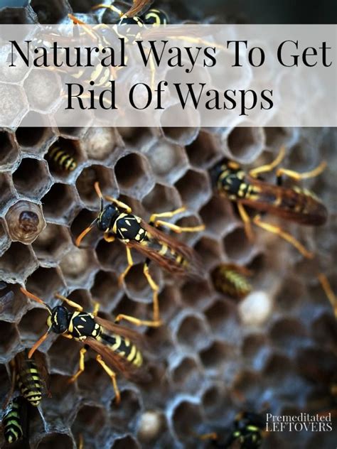 Natural Ways To Get Rid Of Wasps Get Rid Of Wasps Bees And Wasps