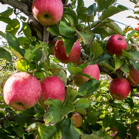 Pink Lady Apple Ubicaciondepersonascdmxgobmx
