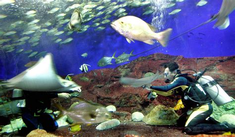 Underwater World Singapore To Close On June 26 With Lease Ending