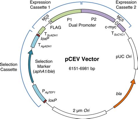 Plasmid Vector Map