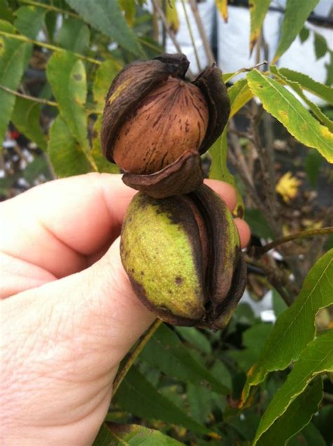 It usually produces about 35 nuts per pound. Pecan Pollination - Rock Bridges Trees