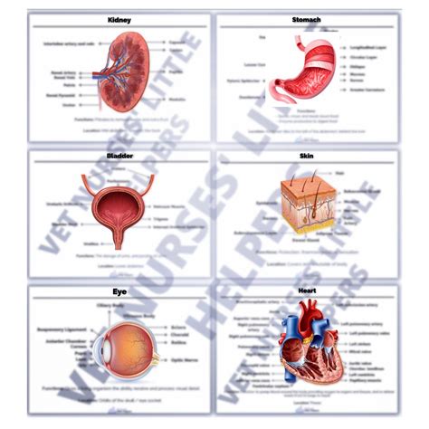 Anatomy And Physiology Poster Bundle Digital Version Vet Nurses