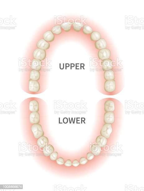 Adult Teeths Sheme Upper And Down Jaws On White Stock Illustration