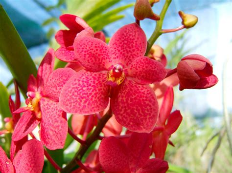 Asisbiz Philippine Orchids Cebu Moal Boal Orchid Farm 14