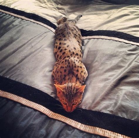Longcats Inspire Viral Trend With Their Stretchy Ways