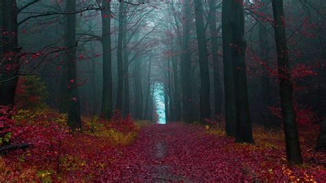 Forest Digital Wallpaper Path Leaves Fall Mist Forest