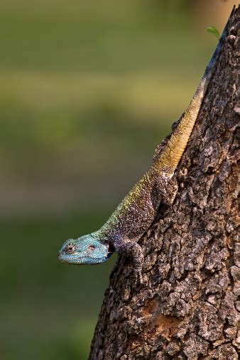 Blue Headed Lizard Stock Photo Download Image Now Africa Animal