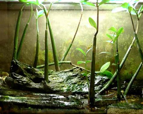 Mangroves In Aquarium