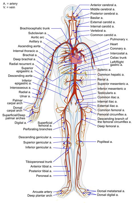 14 4 Blood Vessels Human Biology