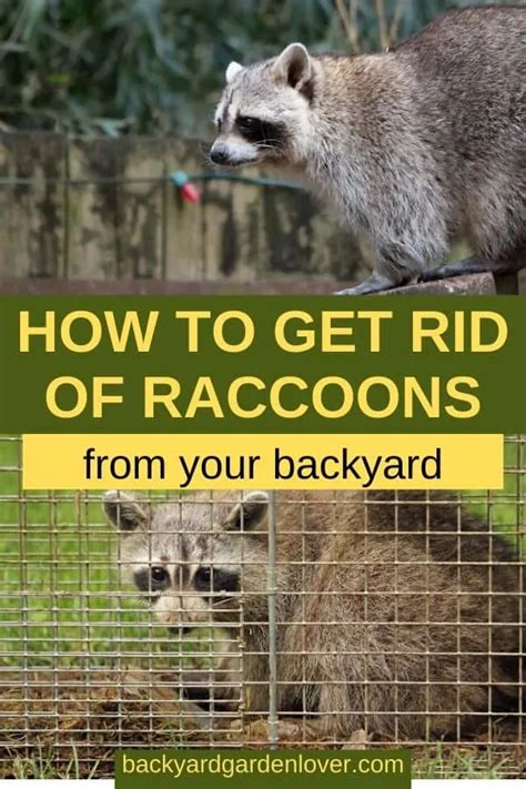 How To Get Rid Of Raccoons From Your Backyard Getting Rid Of Raccoons