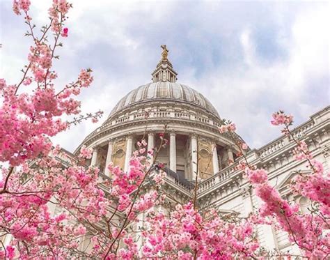 Beautiful Photos Of Cherry Blossom Season In London Londonist