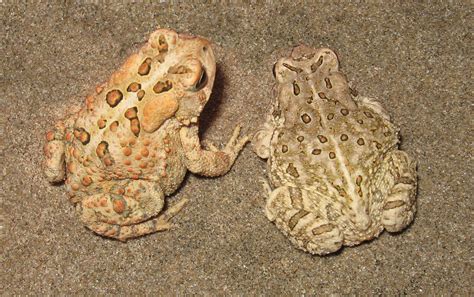 What Is The Difference Between Toads And Frogs Wildlife Preservation