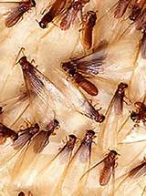 Rain After Termite Treatment Images