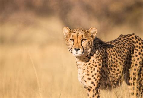 Kruger Wildlife Safaris in Skukuza, MP