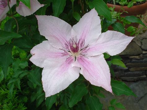 Check spelling or type a new query. Clematis 'pink champagne'. | Clematis, Flower painting ...