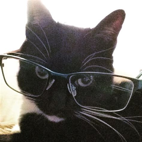 15 Cats In Glasses That Have Purr Fected The Look Sheknows