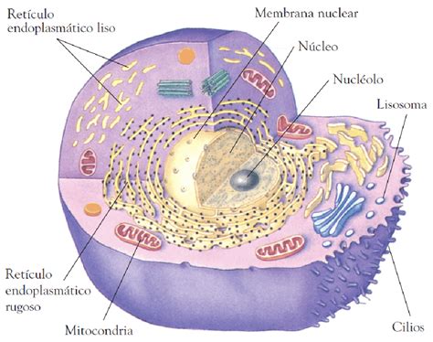 ¿qué Es La Mitocondria Y Cuáles Son Sus Funciones Como Funciona Que