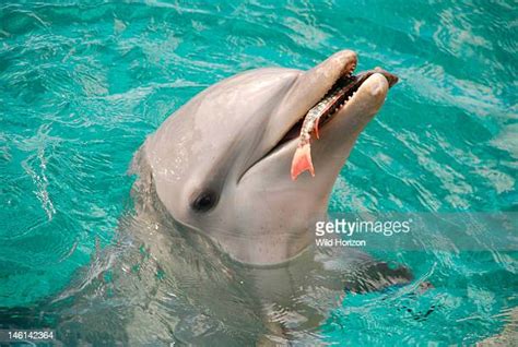 Large dolphin species like killer whales feed on marine mammals like sea lions, sea turtles, and seals. Dolphin Eating Fish Photos and Premium High Res Pictures ...