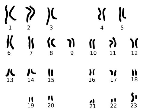 How To Use Genetics To Figure Out If Youll Go Bald Vox