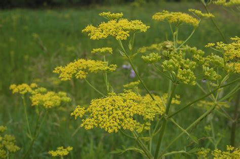 The Ripple Effect Wild Parsnip And Its Look Alike Golden Alexander