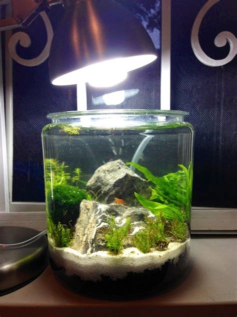 Catfish and bottom feeding fish are usually the best fish to keep with bettas. Low Tech 1 Gallon Shrimp Jar - The Planted Tank Forum ...