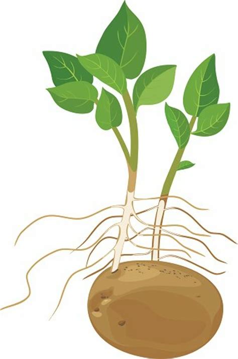 Download High Quality Potato Clipart Plant Transparent Png Images Art