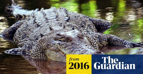 Fatal Crocodile Attack On Woman In Queensland Revives Calls To Allow
