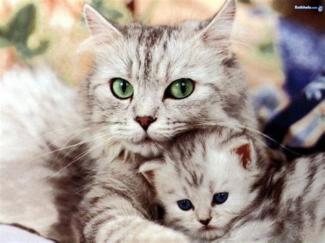 Cute Cats Wallpapers Beautiful Cool Wallpapers