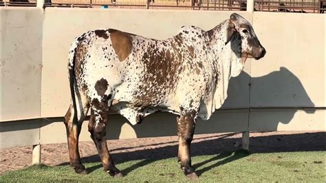 Jandj Cattle Co Auction Lot 1 Sardo Negro Brahman Cross Replacement