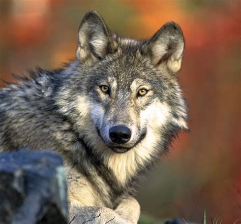 Big Predators Return to Kansas: Gray Wolves – Homestead on the Range